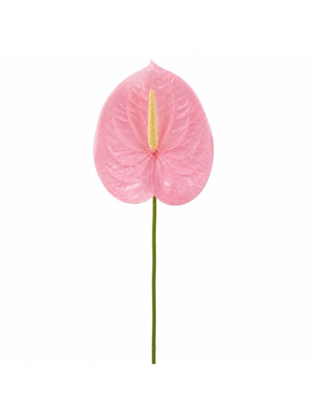 Pink Anthurium Stem Real Touch Artificial Flower 20 Inch Blush